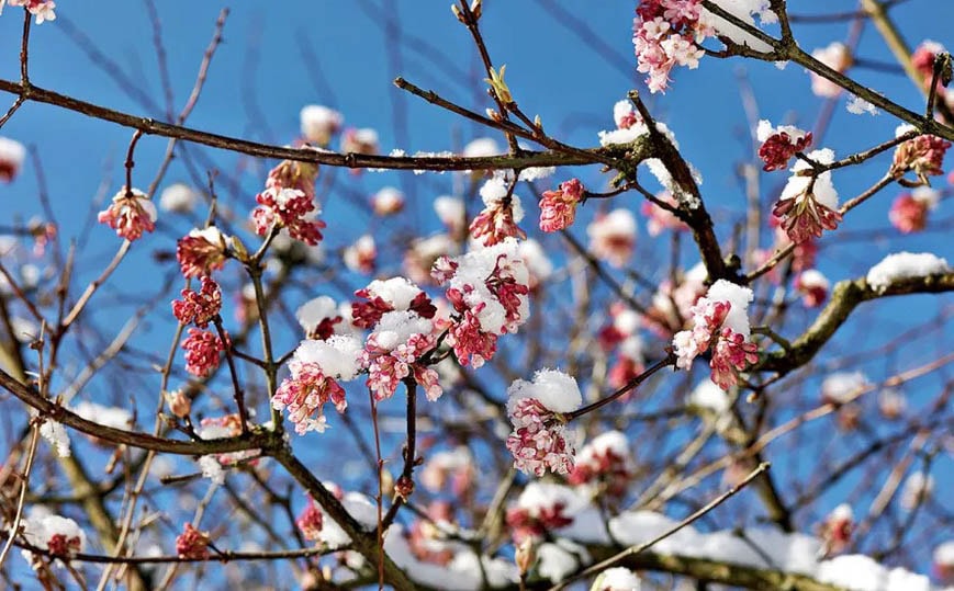 Fleurs d'hiver : la liste des 30 fleurs qui ne craignent pas le froid !
