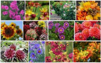 Fleurs Automne