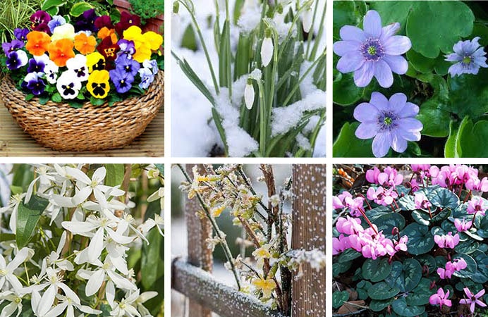 6 variétés de fleur d'hiver