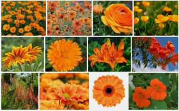 12 variétés de Fleurs Oranges