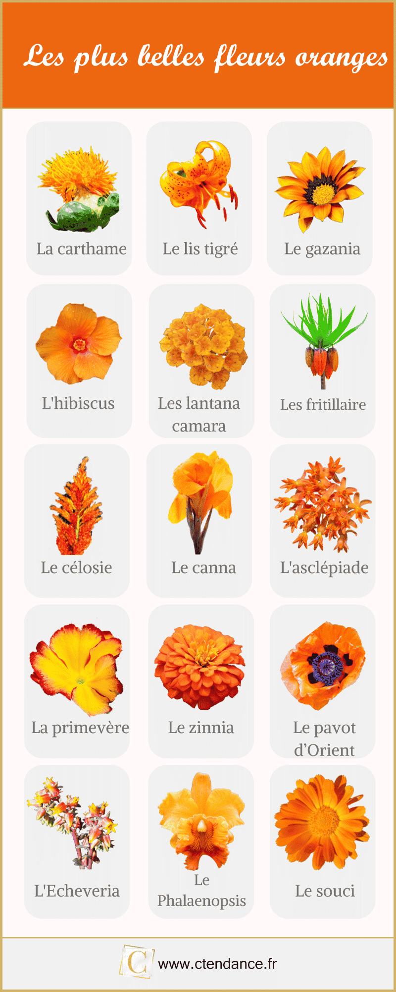 Fleurs oranges : la liste des 30 plus belles variétés de fleur orange