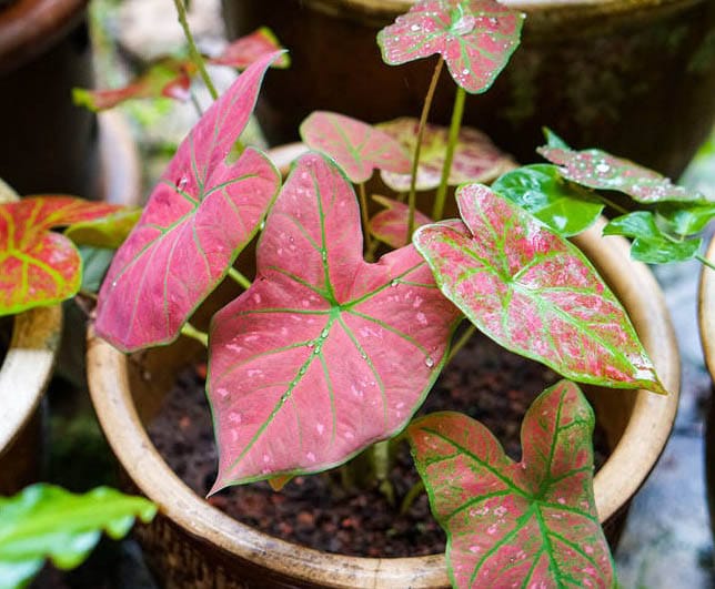 Plante D Interieur Les 30 Plus Les Belles Plantes Dans La Maison