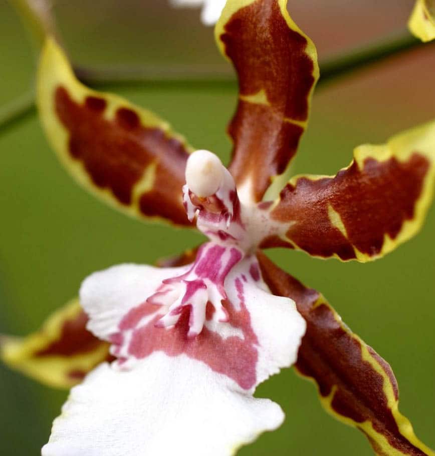 Orchidée Cambria Tropic Jungle 
