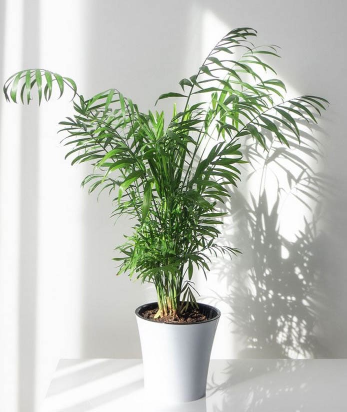 Palmier Areca 