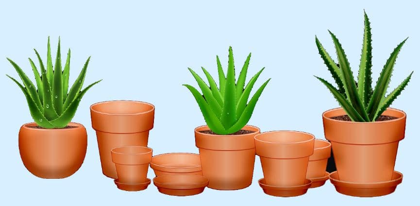 Aloe Vera Pot