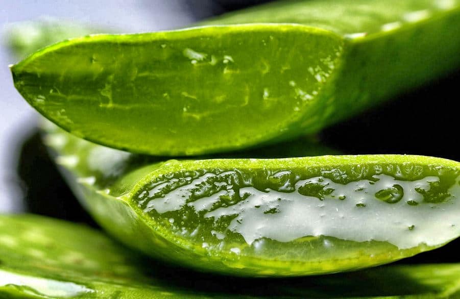 Aloe Vera