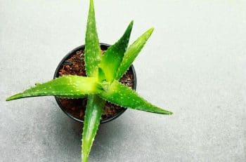 Arroser Aloe Vera