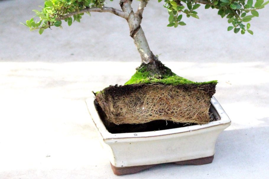 Arroser Bonsai 2