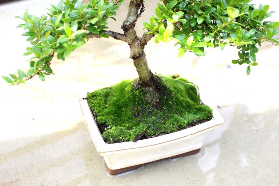 Arroser Bonsai