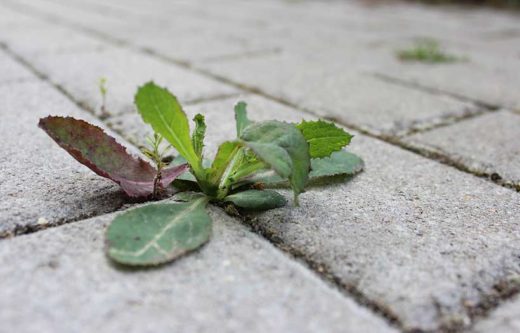 À épingler : Le bicarbonate de soude : un désherbant écologique