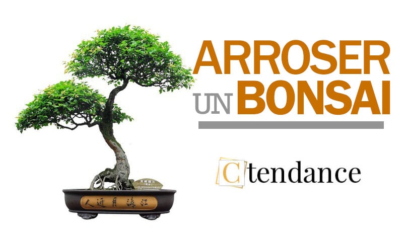 arroser un bonsai