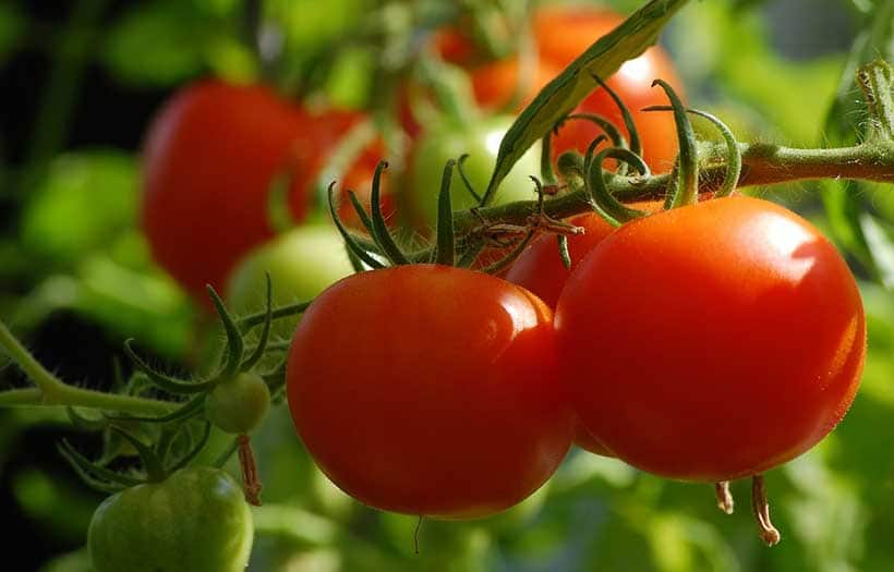 Comment Arroser les Tomates