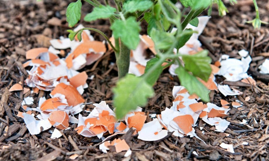 Coquilles D Oeuf Pour Les Arbres