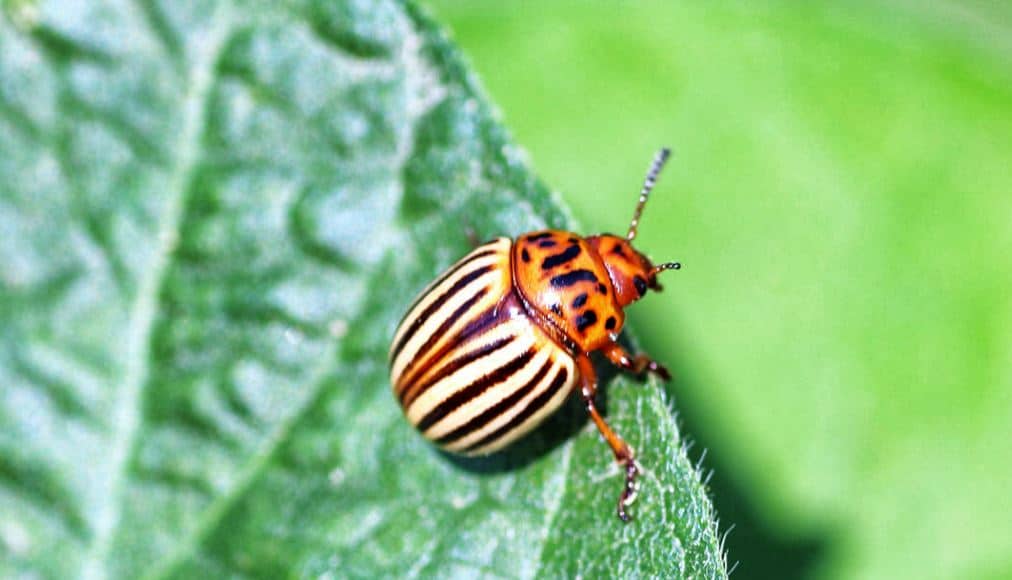 Doryphore Sur Feuille De Patatte