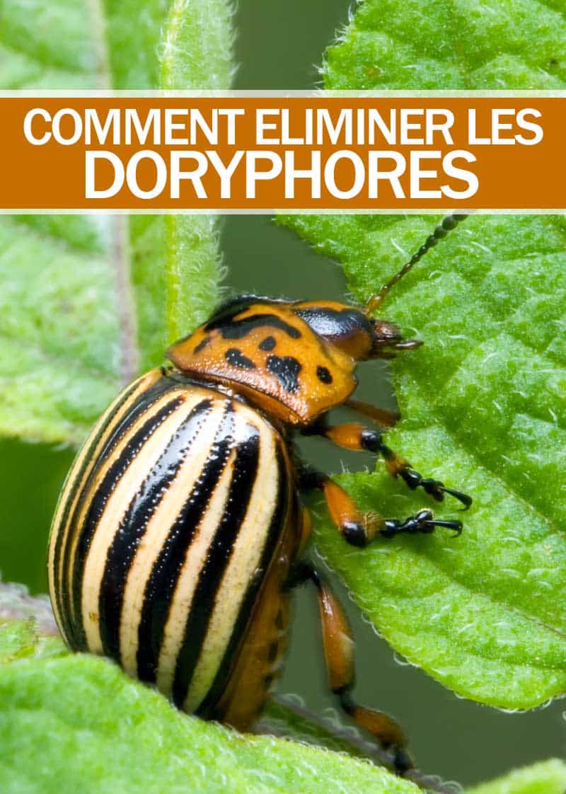 comment Eliminer Les Doryphores