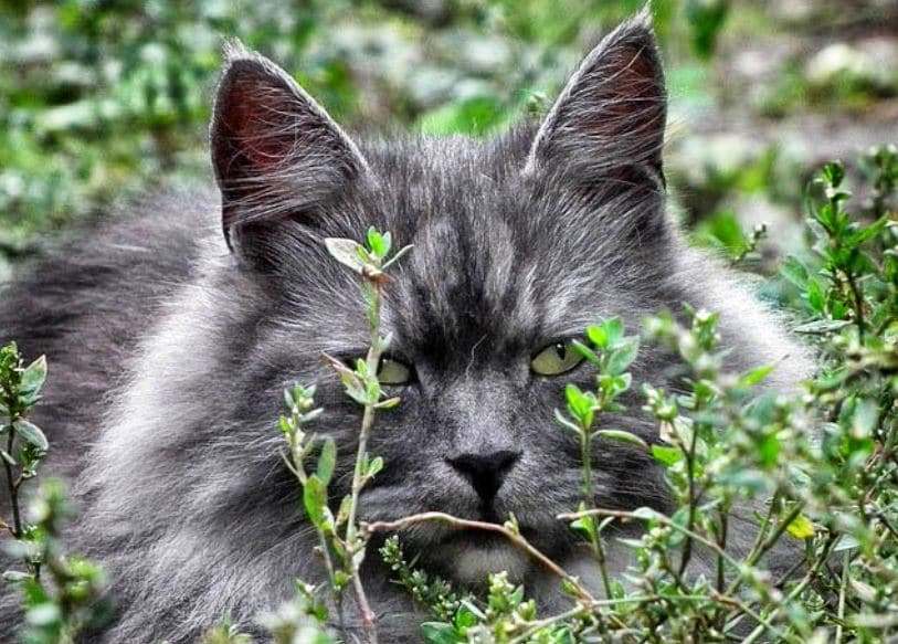 Comment éloigner les chats du jardin ? - Gamm vert