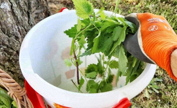 Purin d’ortie : recette, utilisation et stockage - Ctendance