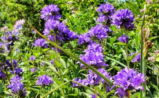 À épingler : Comment arroser une jacinthe ?