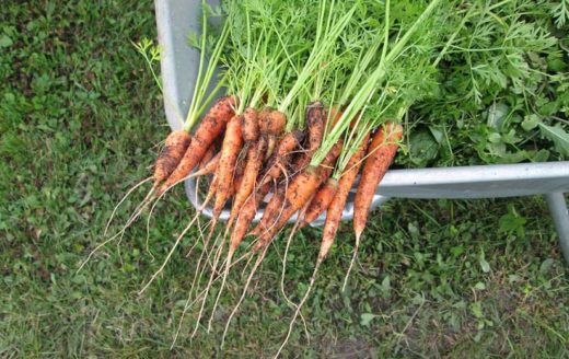 À épingler : Quels légumes peut-on planter en octobre ?