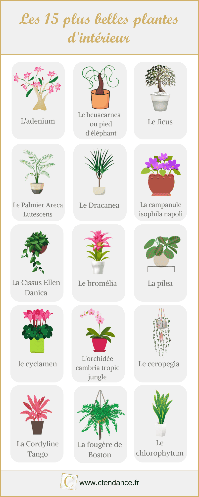 Les 15 plus belles plantes d'intérieur en image