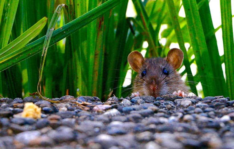 Lutter contre les rats dans le Jardin