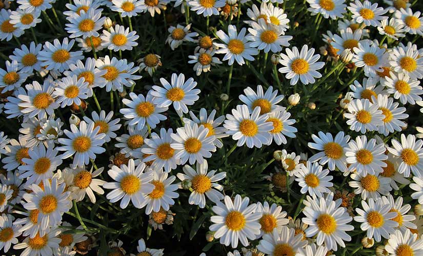 Planter Camomille