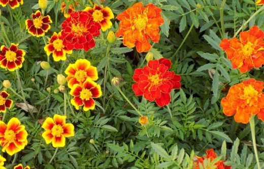 À épingler : Planter des œillets d’Inde : comment faire ?