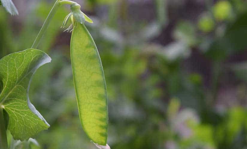 Planter Petit Pois