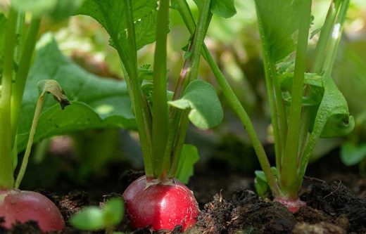 À épingler : Planter des radis en jardinière : comment faire ?