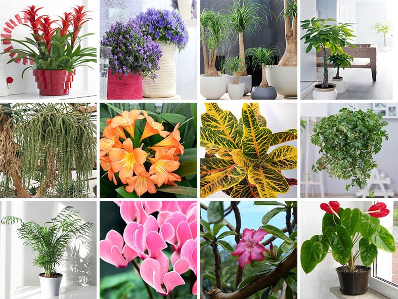 Plante d'intérieur : les 30 plus les belles plantes dans la maison !