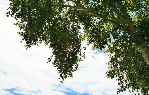 À épingler : Planter, tailler et entretenir un platane : comment faire ?