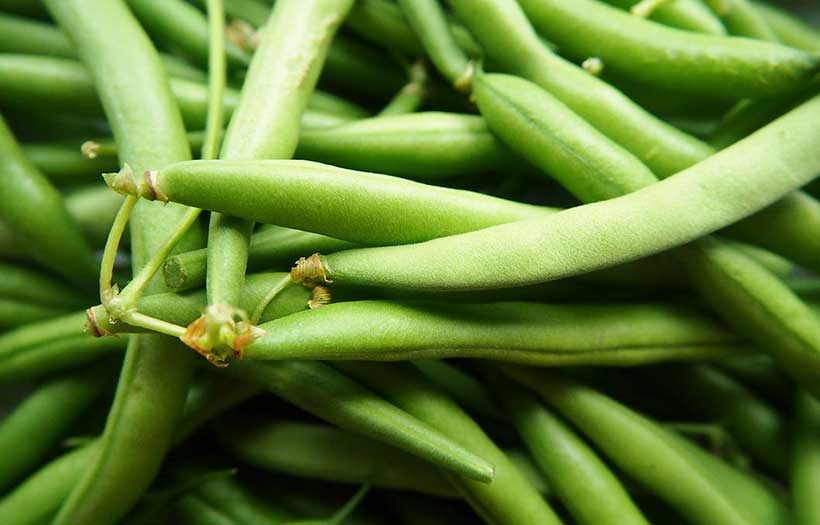 Quand Semer Haricots Verts