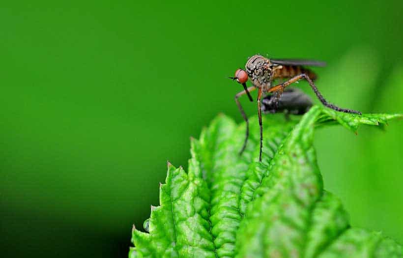 Se Debarasser Moustiques Jardin