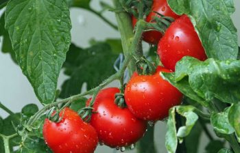 Semer Tomate