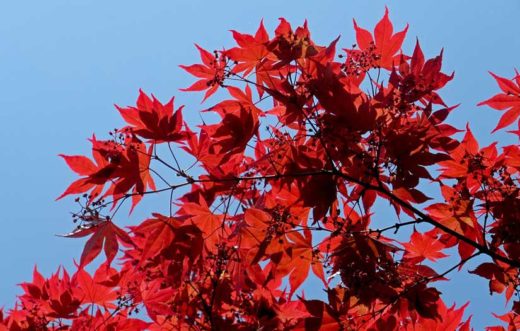 À épingler : Tailler un érable du Japon : comment faire ?