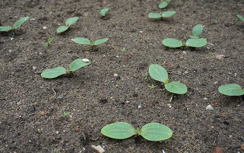 Comment Semer Courgettes