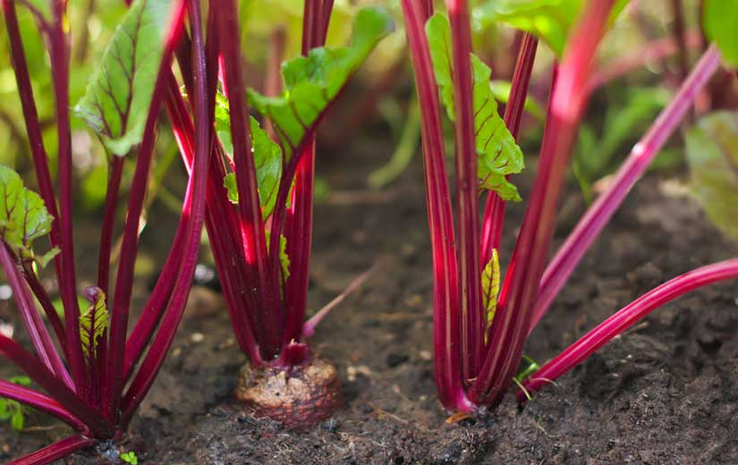 Plantando un jardín de remolacha