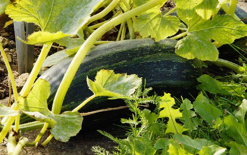 Planter Courgettes