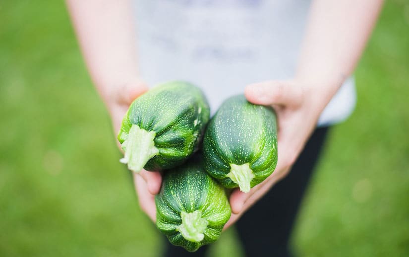 Recolter Courgettes