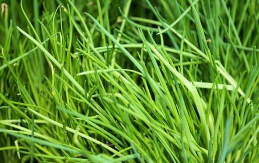 À épingler : Semer de la ciboulette : quand et comment la planter ?