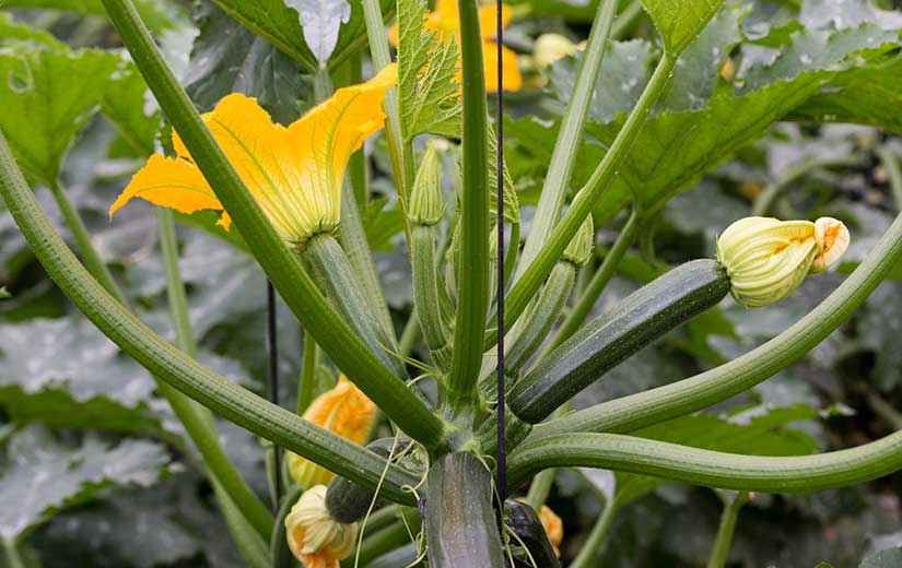 Semer Courgettes