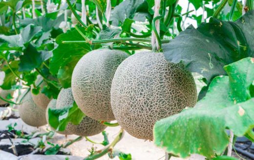 À épingler : Semer du melon : quand et comment planter ?