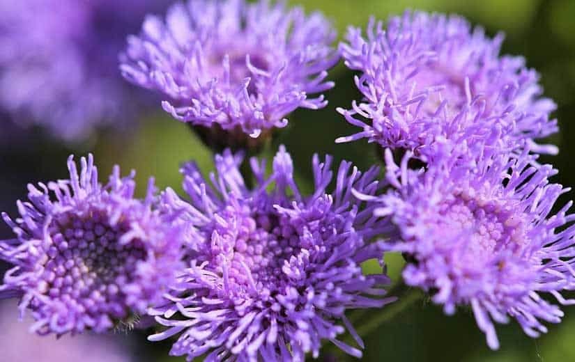 Ageratum Plante Annuelle