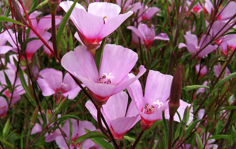 Clarkia Plante Annuelle