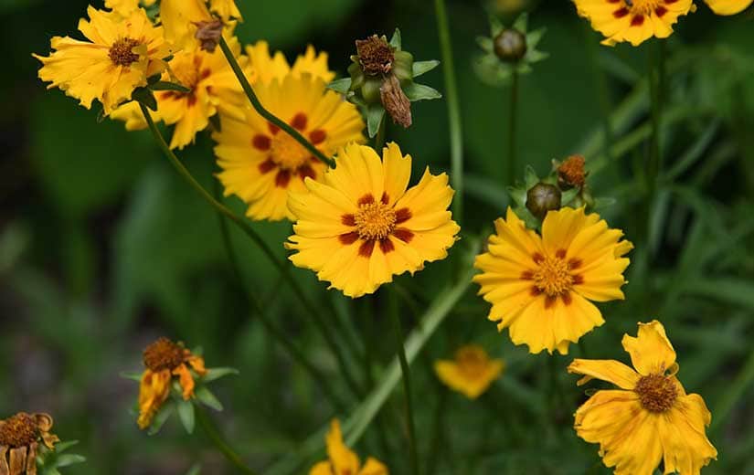 Coreopsis