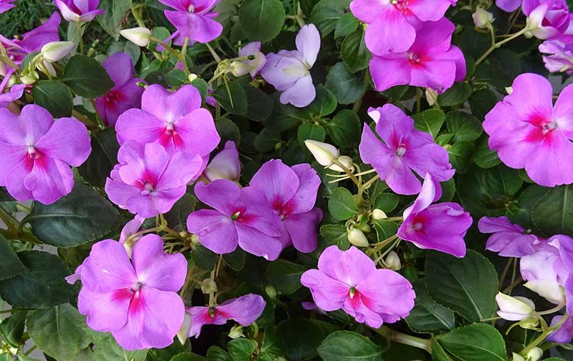 Impatiens Fleur Annuelle