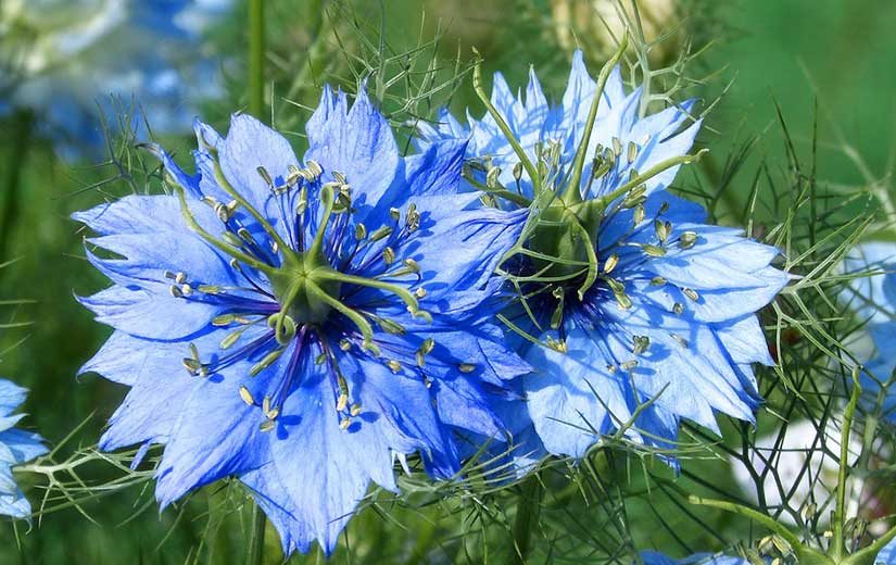 Nigelle plante annuelle