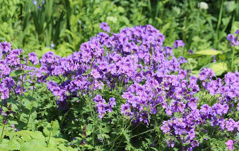 Salpiglossis