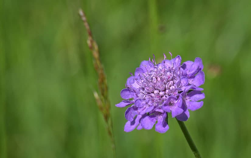 Scabieuse fleur annuelle