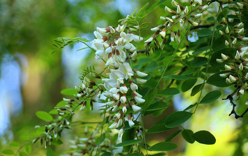 Acacia arbre d'ornement